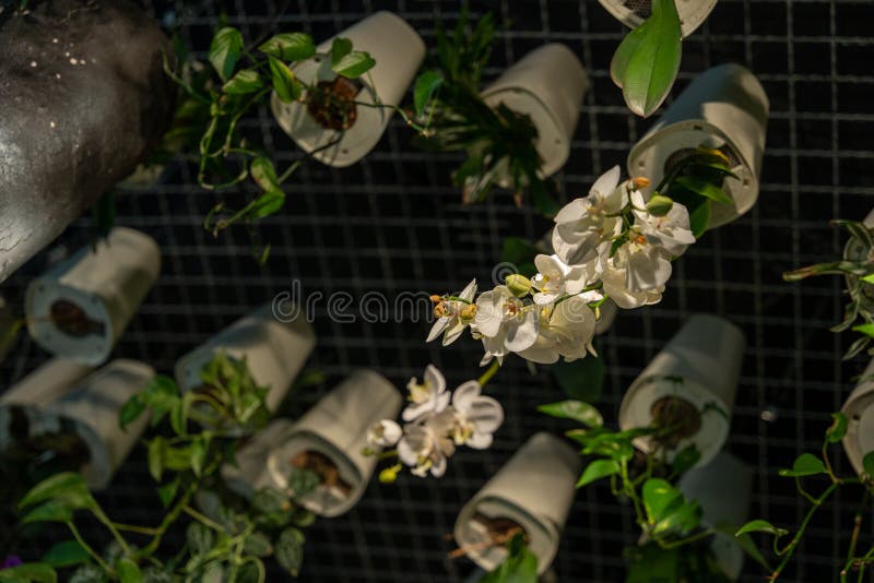 White orchids growing upside down in ceiling planters against a black ceiling royalty free stock photos