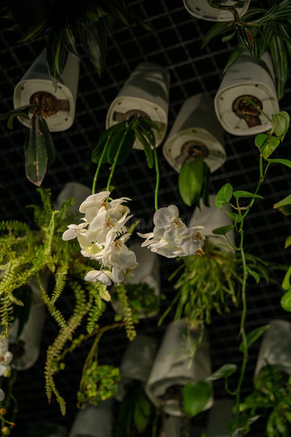 White orchids growing upside down in ceiling planters against a black ceiling royalty free stock photography