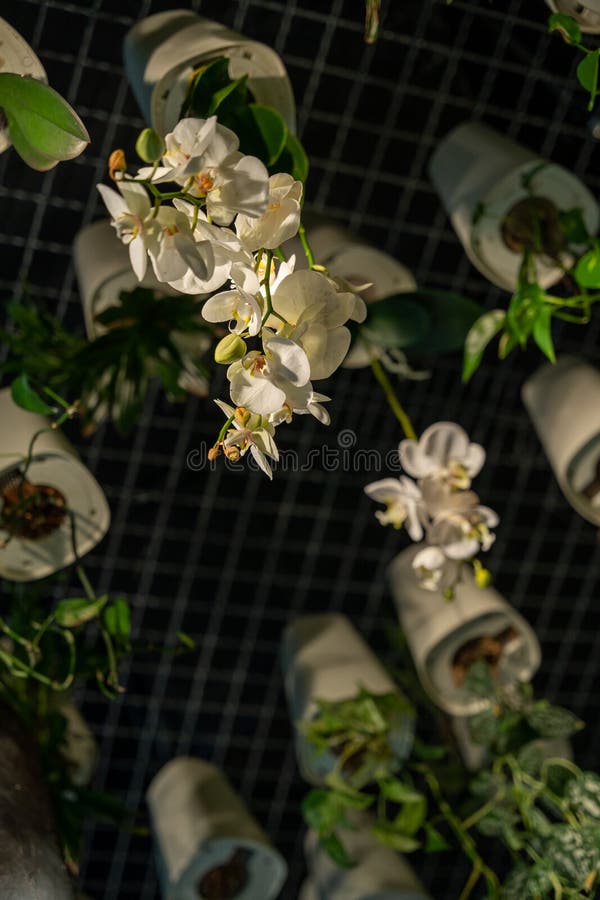 White orchids growing upside down in ceiling planters against a black ceiling royalty free stock photography