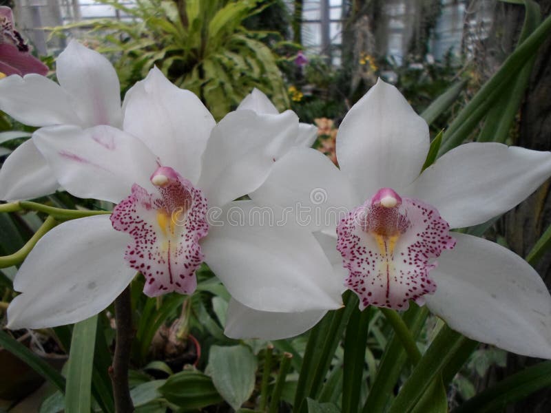 White Orchids, White Flowers, Exotic Flowers Stock Photo Image of natural, beauty 88781106