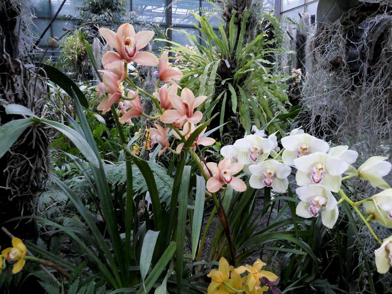 White Orchids, White Flowers, Exotic Flowers Stock Photo Image of botany, nature 88781114