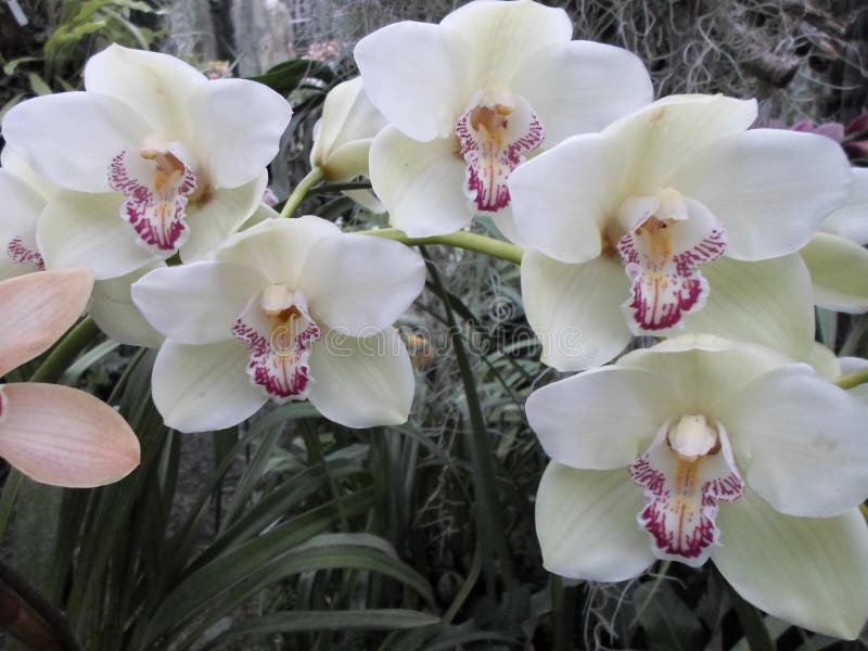 White Orchids, White Flowers, Exotic Flowers Stock Image Image of nature, branch 88782383