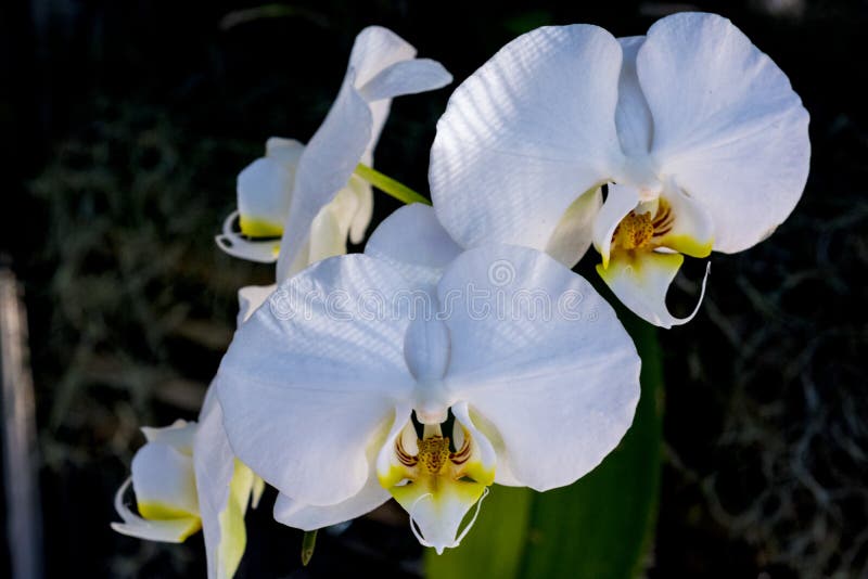 White orchids stock photo. Image of orchids, yellow, white 88723528