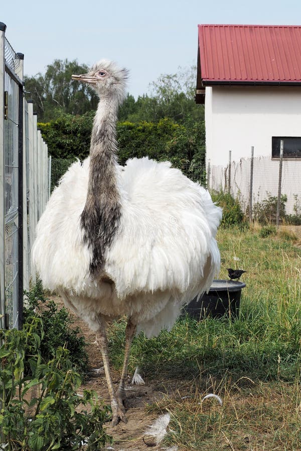 White ostrich with blue eyes stands near the fence on the farm. agritourism. large bird. zoo royalty free stock image