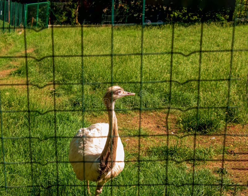 Pštros biely v zoologickej záhrade v meste Bojnice na Slovensku. Iné názvy pre veľkú nandu zahŕňajú sivú, obyčajnú alebo americkú nandu