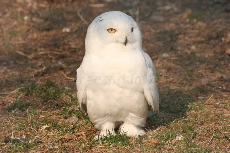 White owl