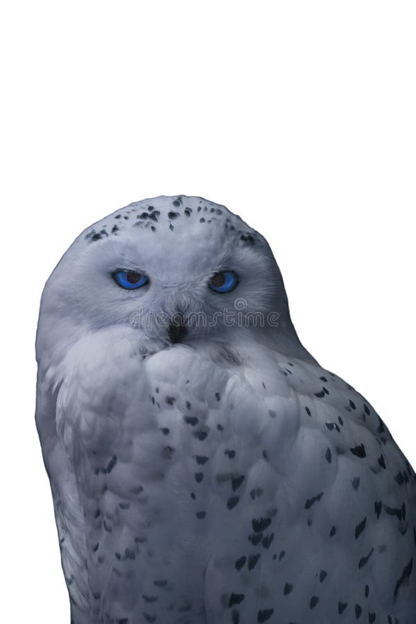 A White Owl with Blue Eyes on a White Background. Stock Photo Image