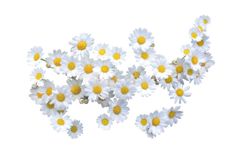 White Oxeeye Daisy May Flowers Stock Photo Image of decor, bloom