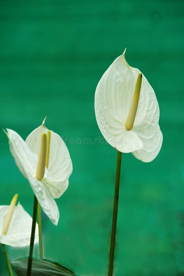 White Painters Palette Flower stock photos White Painters Palette Flower stock photos