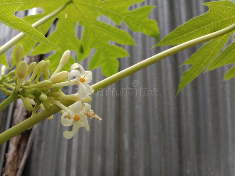 White Papaya S Flowers Hanging on the Papaya Tree Stock Photo Image of shrub, food 235934128