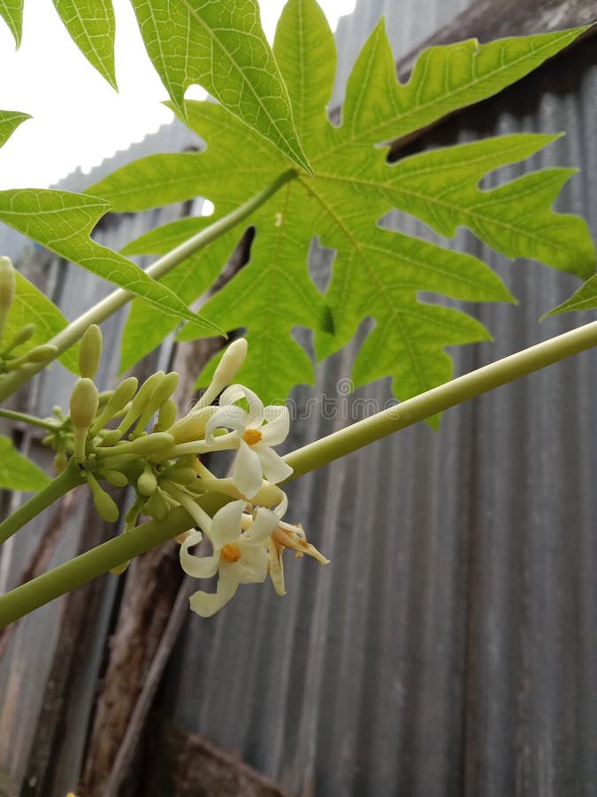 White Papaya S Flowers Hanging on the Papaya Tree Stock Photo Image