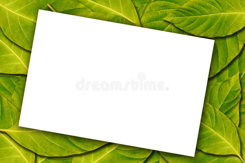 White paper on leaf background