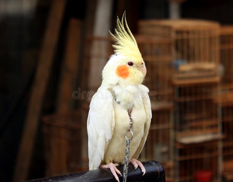 White parrot stock photography