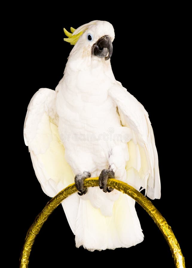 White parrot stock image