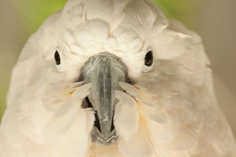 White parrot stock photos
