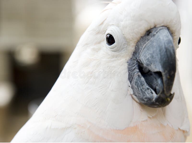 White parrot