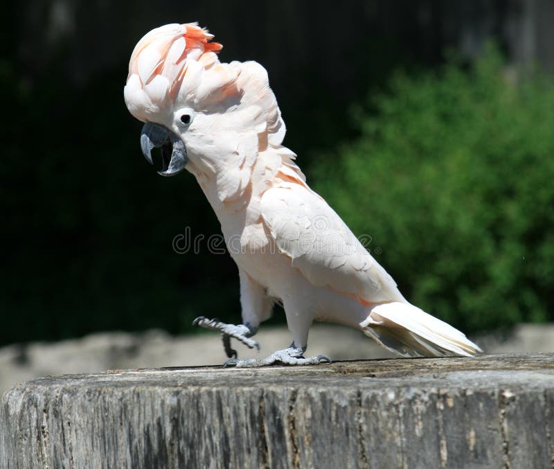 White Parrot