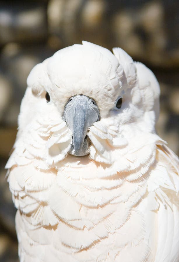 White parrot stock photo. Image of parrot, close, animal 2231758