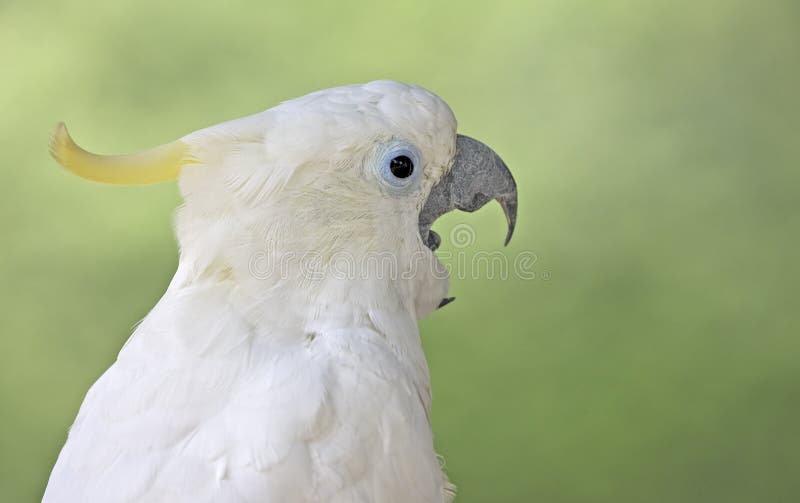 White Parrot royalty free stock images