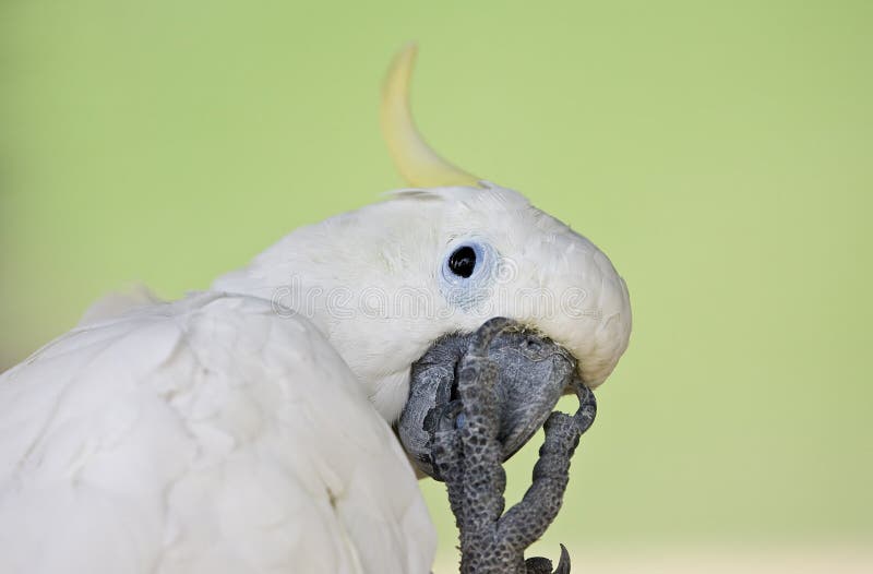 White Parrot royalty free stock images