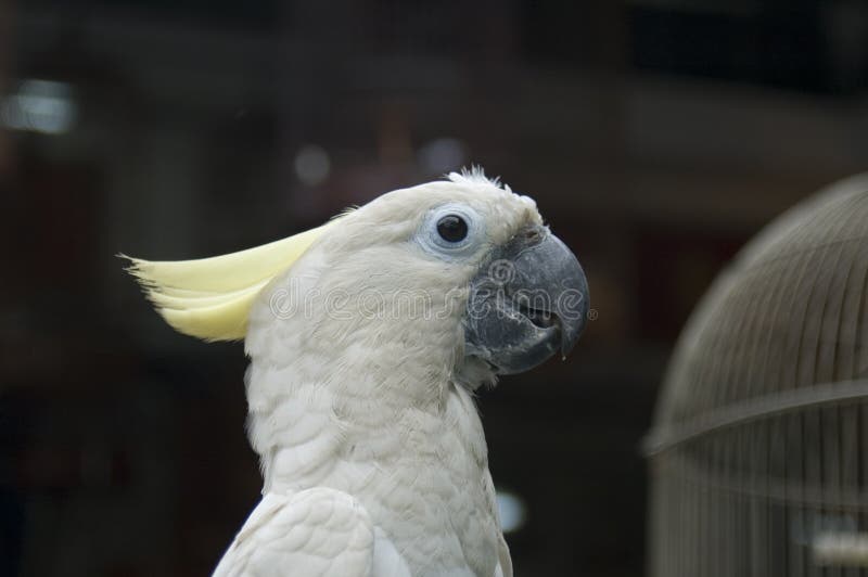 White Parrot 4 royalty free stock photography