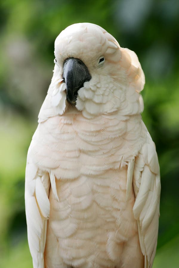 White Parrot