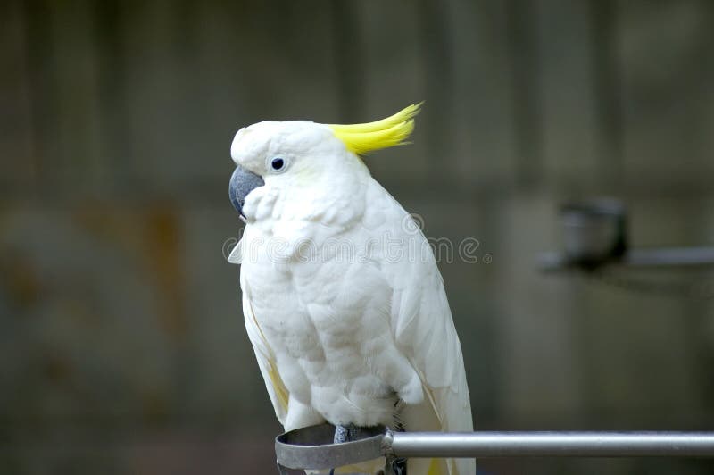 White parrot royalty free stock photography