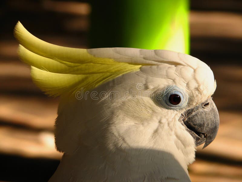 White Parrot royalty free stock photography