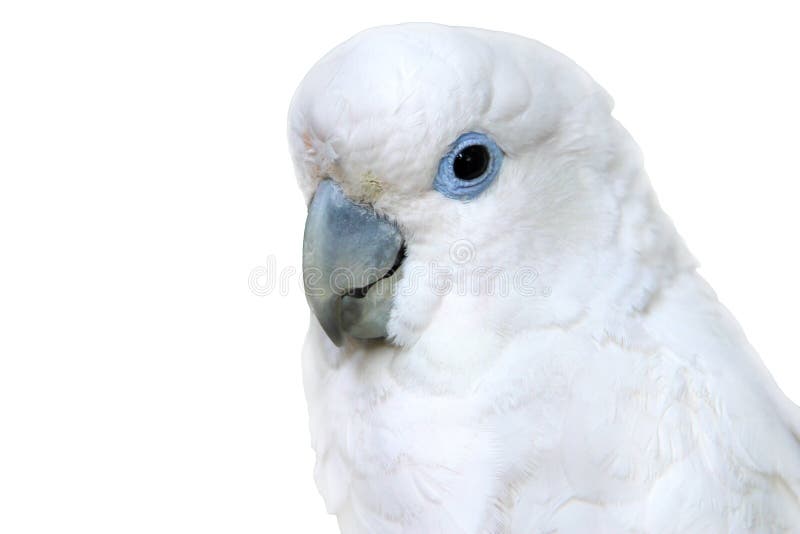 White parrot. royalty free stock photos