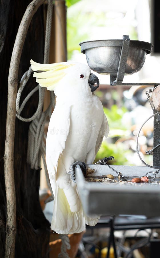 White parrot bound with chains at house royalty free stock photography