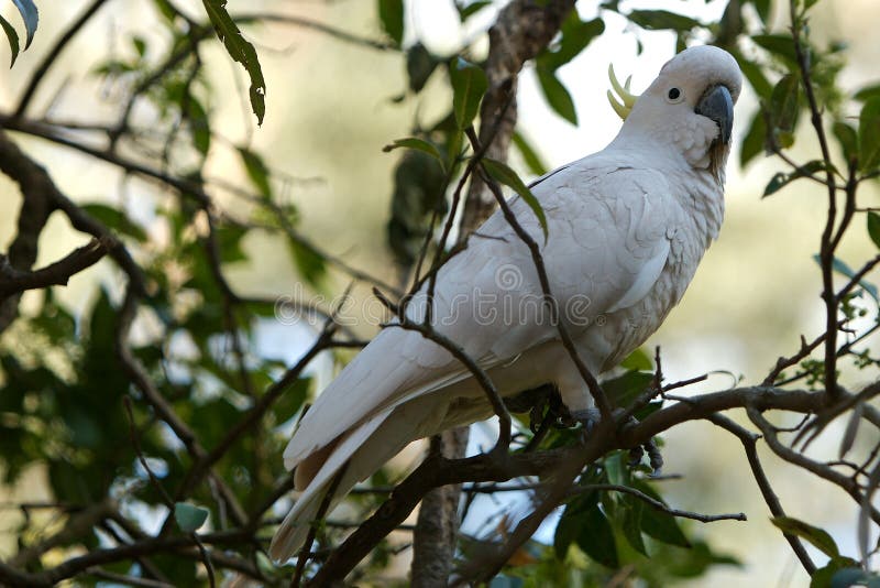 White parrot on a branch royalty free stock photo