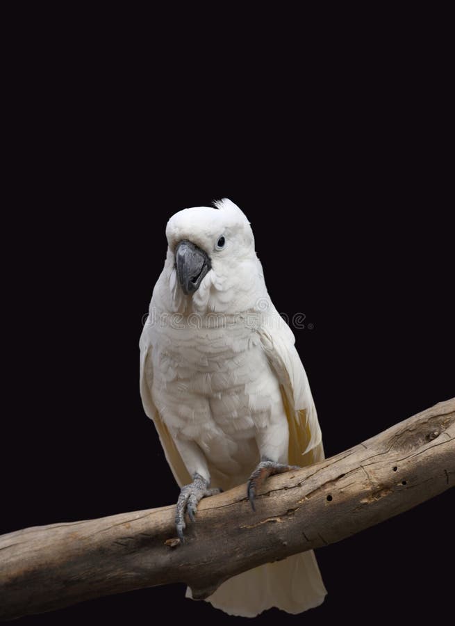 White parrot stock photos