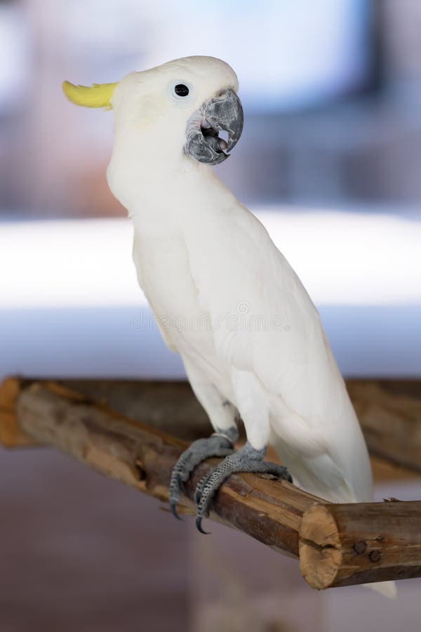 White Parrot royalty free stock photos