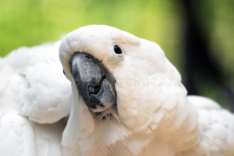 White parrot royalty free stock images