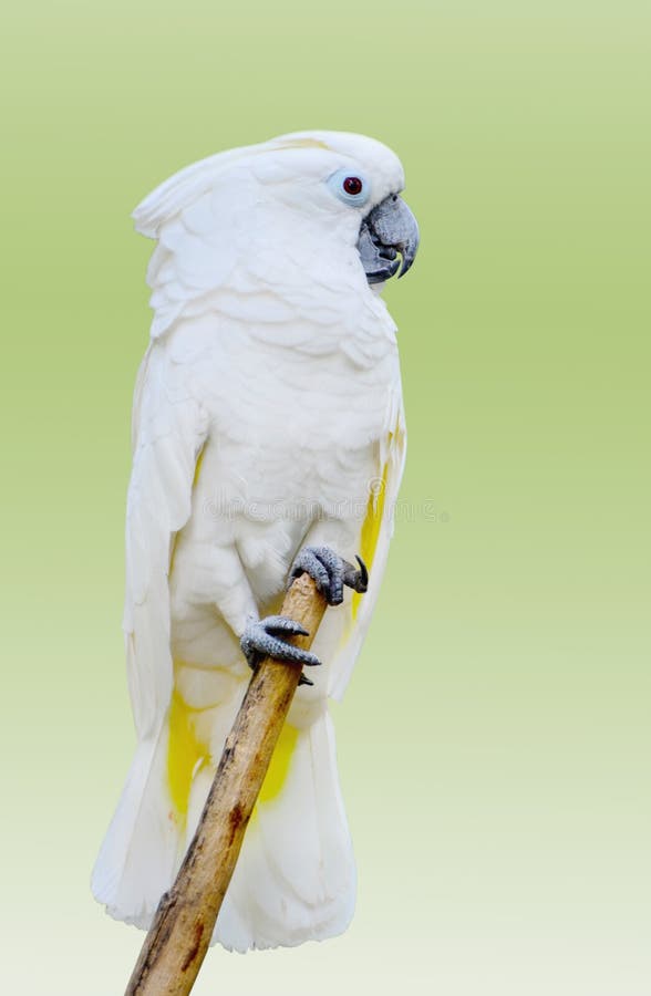 White parrot on light green background stock image