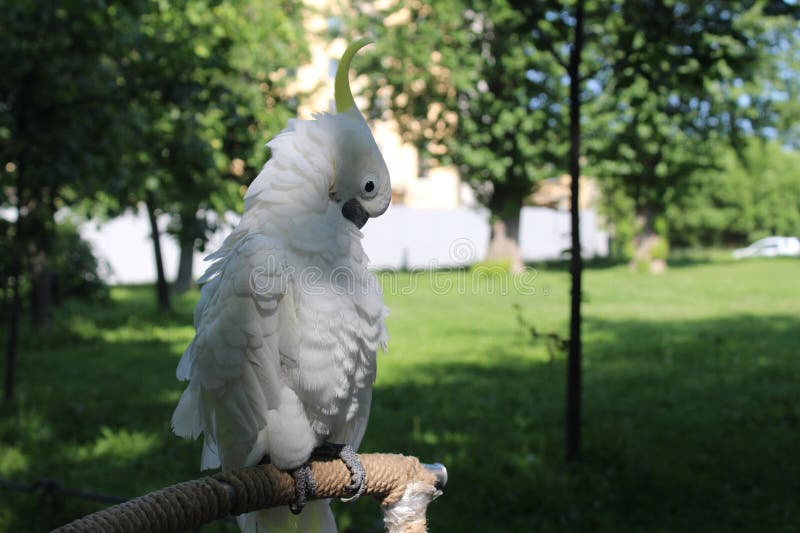 A white parrot in the park against a background of green trees and grass stock images