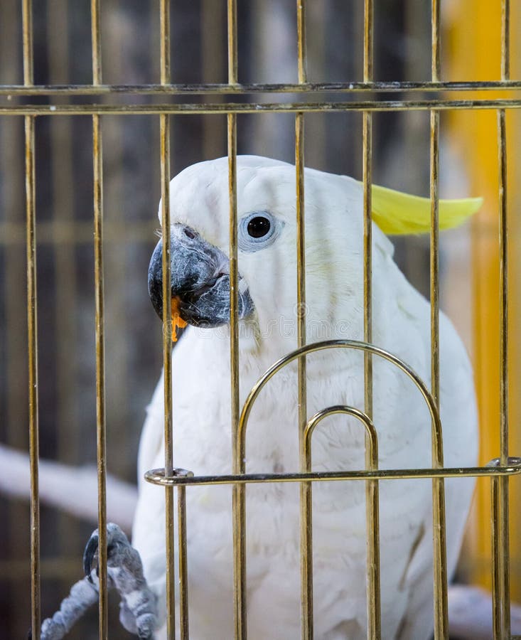 White parrot portrait in a cage stock photography