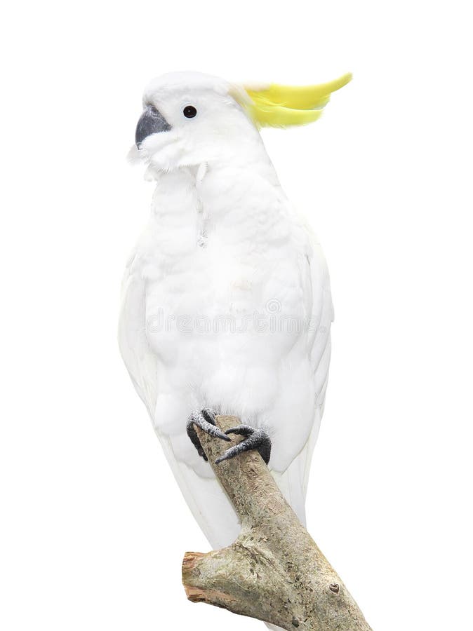 White parrot sitting on a branch Isolated on white background royalty free stock photography