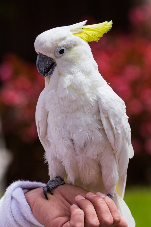 White parrot royalty free stock images