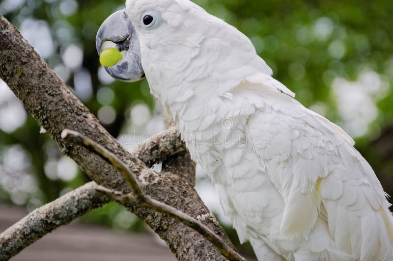 White parrot eating a grape royalty free stock photography