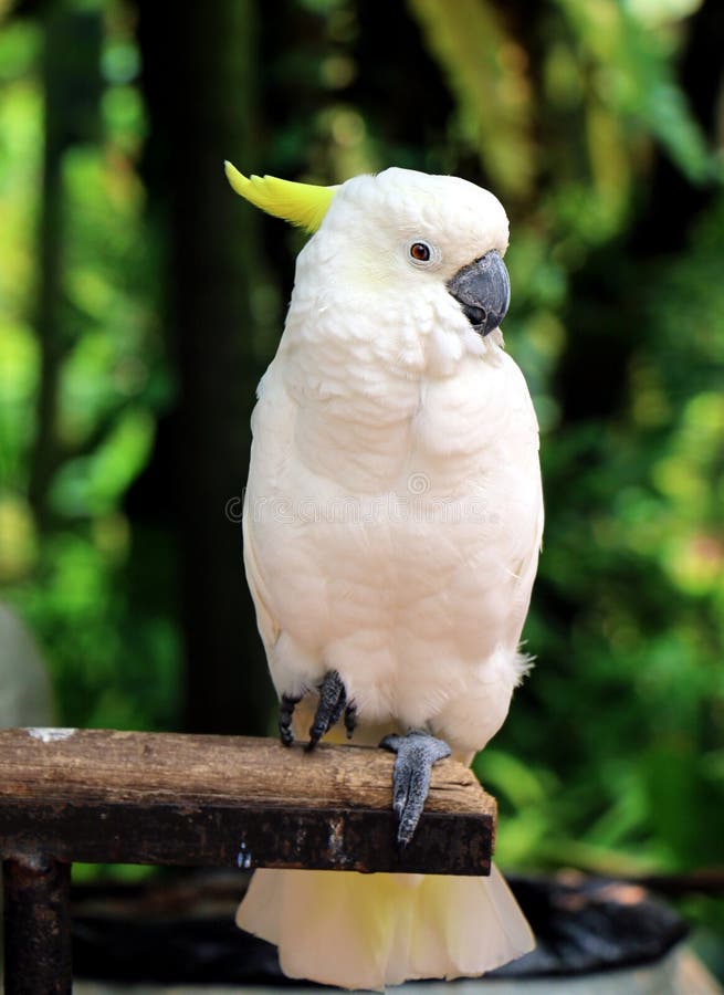 White parrot sitting on wood stock photo