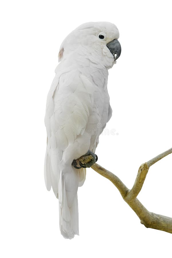 White Parrot stock images