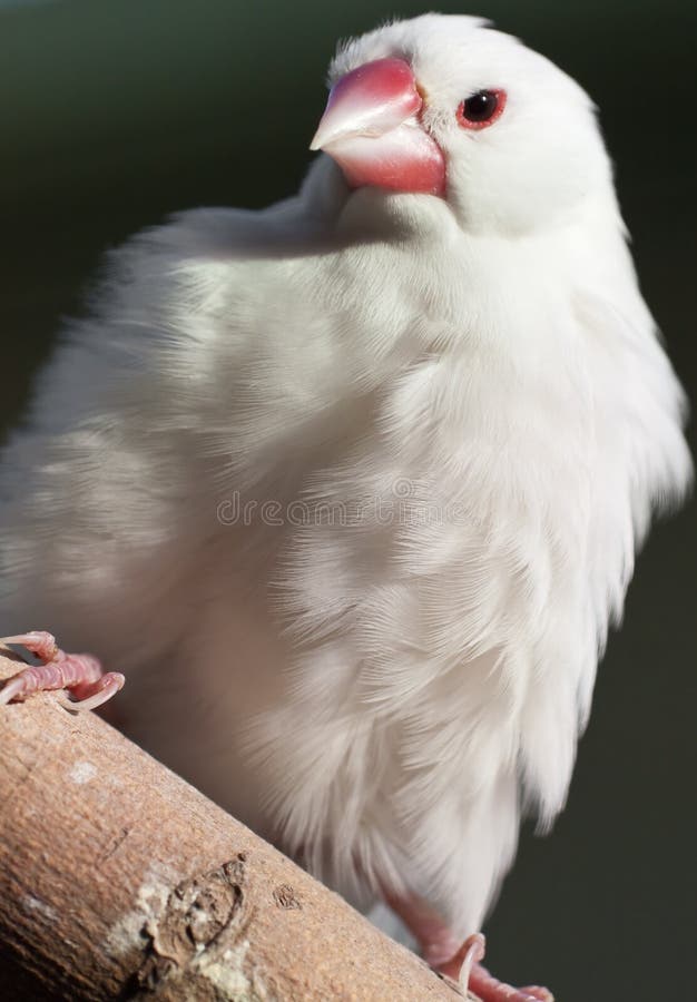 White parrot on tree branch (1) stock photography