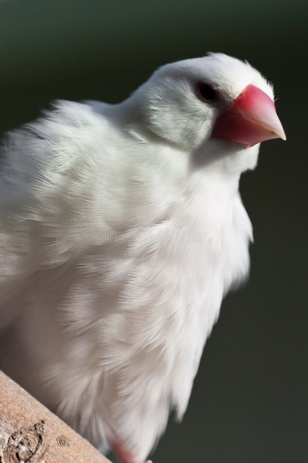 White parrot on tree branch (2) stock photography