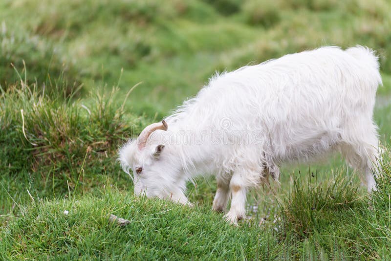 White pashmina goat