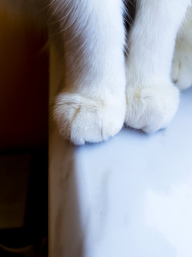 White Paws on the Windowsill Stock Image Image of white, fluffy