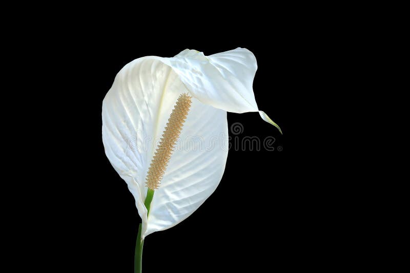 White Peace Lily Flower Isolated on Black Stock Photo Image of