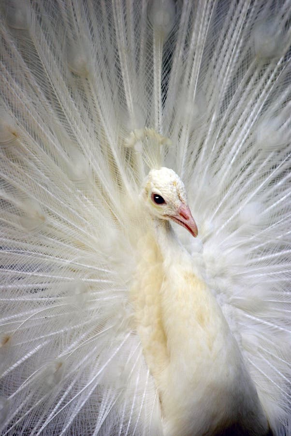 White Peacock 1