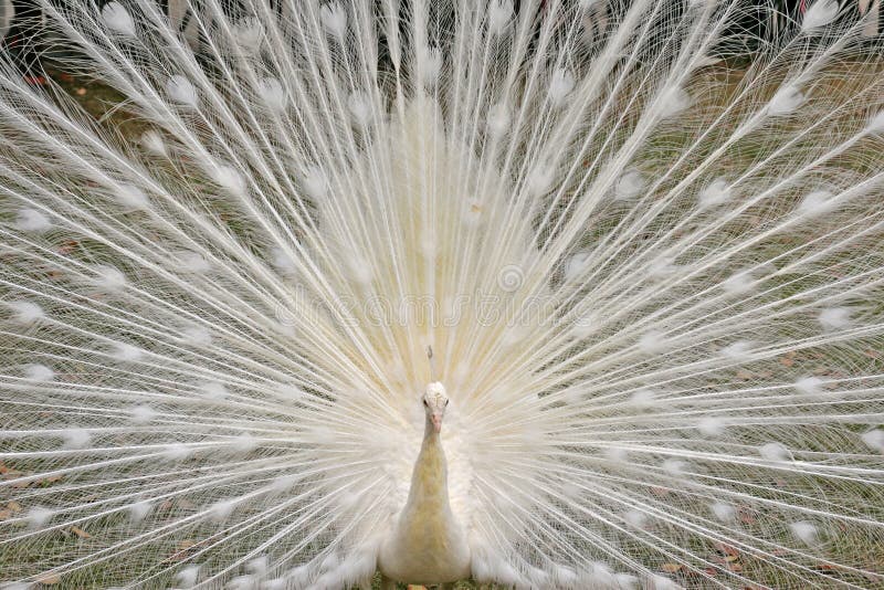 22,398 White Peacock Stock Photos - Free & Royalty-Free Stock Photos from  Dreamstime