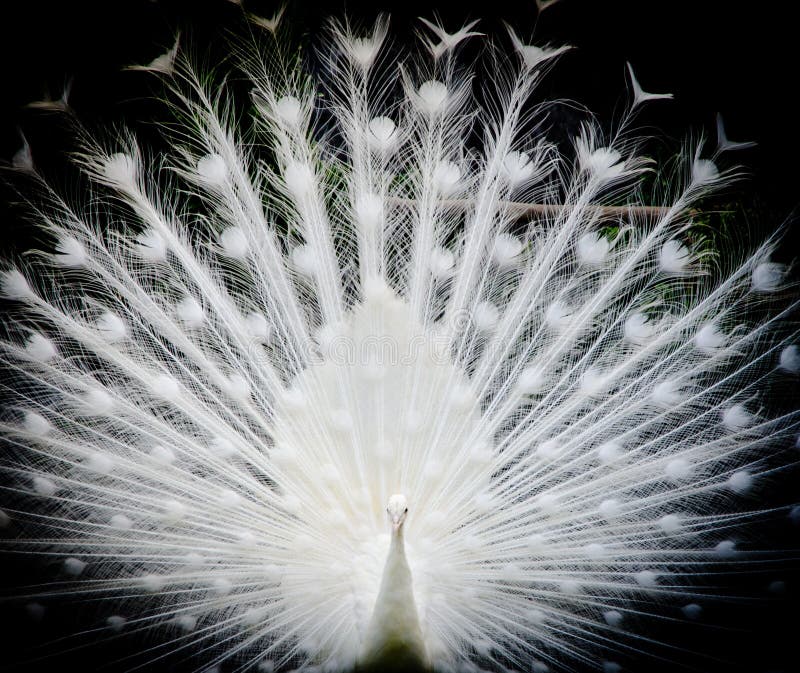 Blanco pavo real muestra su la cola.